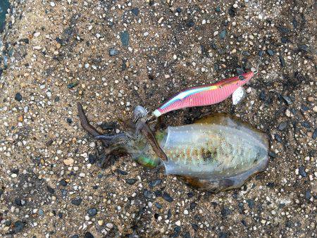 エギングのちウキ釣り